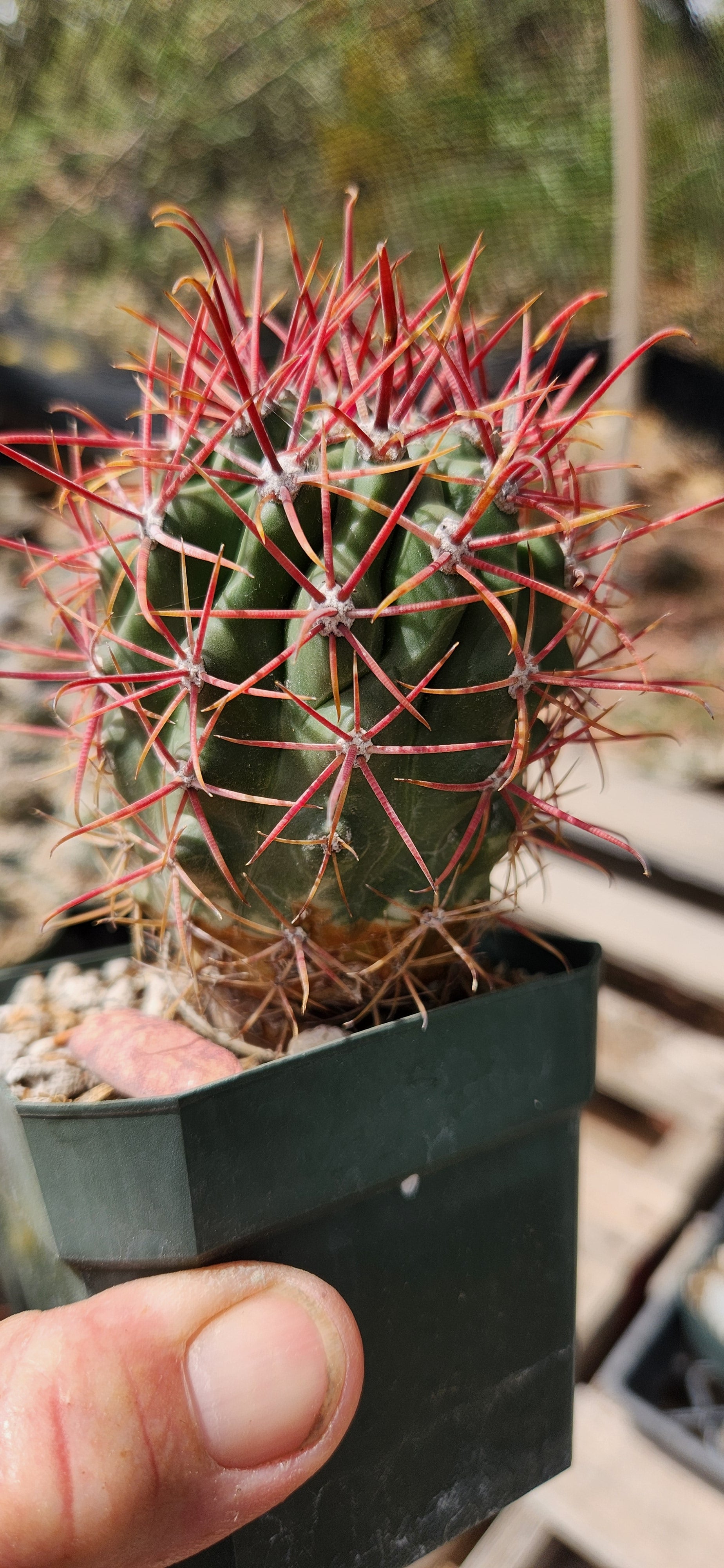 Ferocactus gracilis