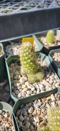 Mammillaria krahenbuehlii