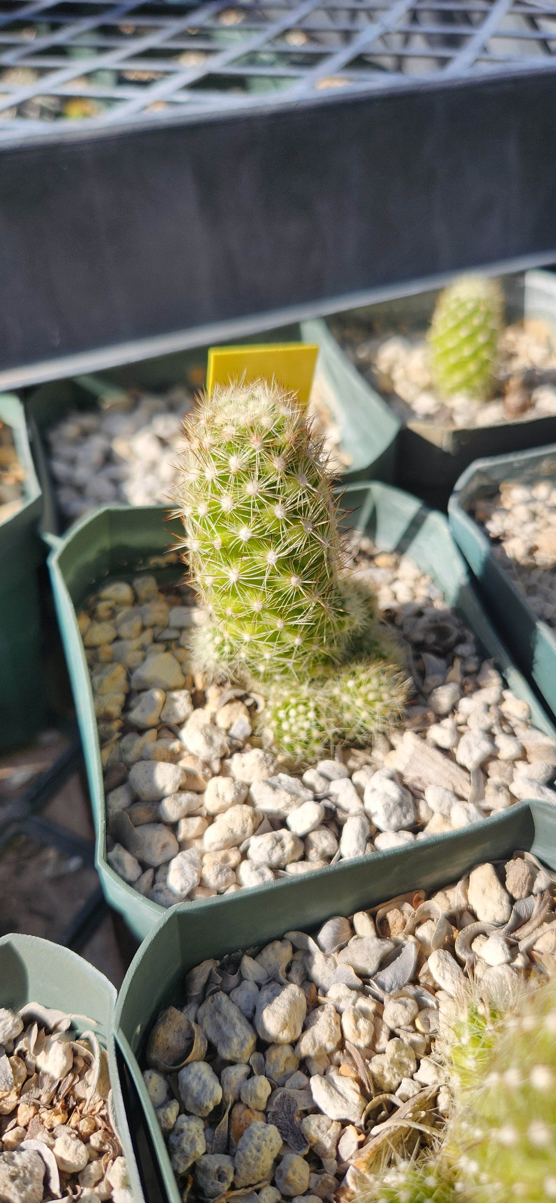 Mammillaria krahenbuehlii