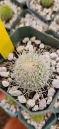 Thelocactus macdowellii