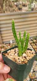 Stapelia scitula