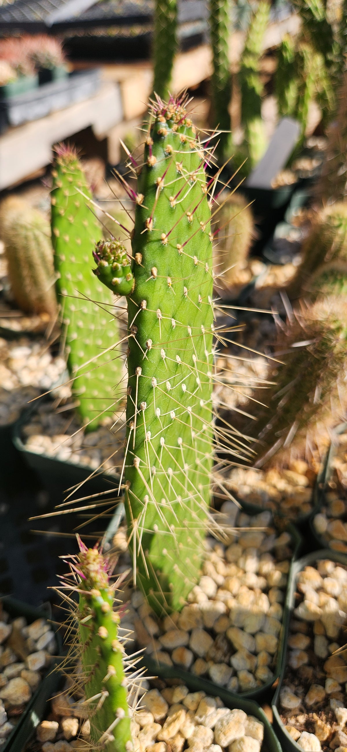 Consolea corallicola
