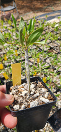 Fouquieria splendens ocotillo