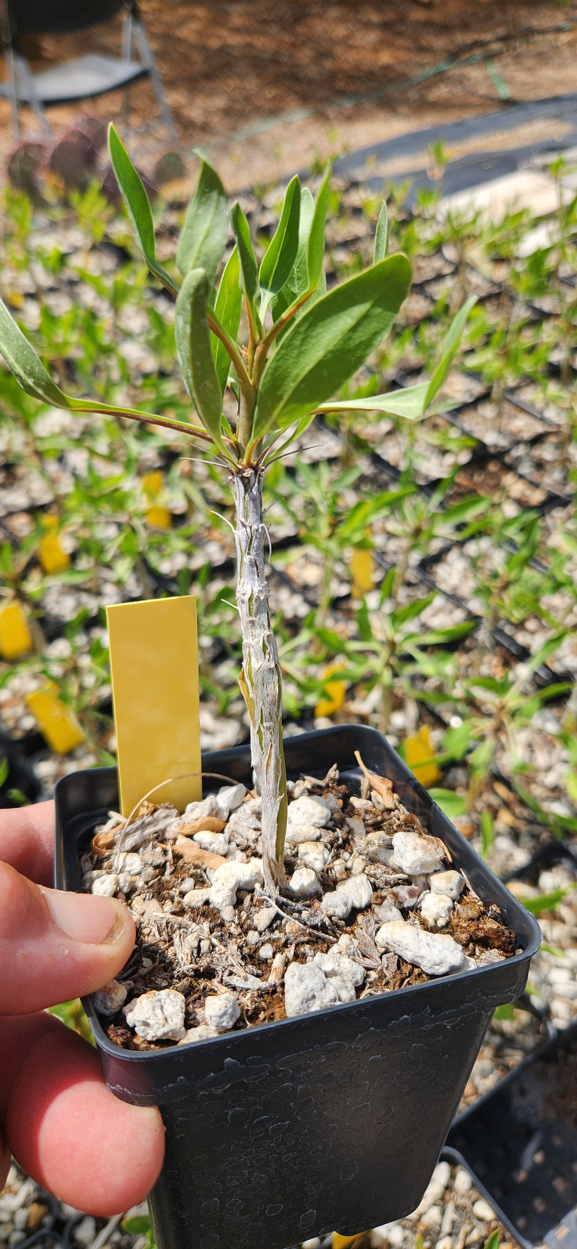 Fouquieria splendens ocotillo