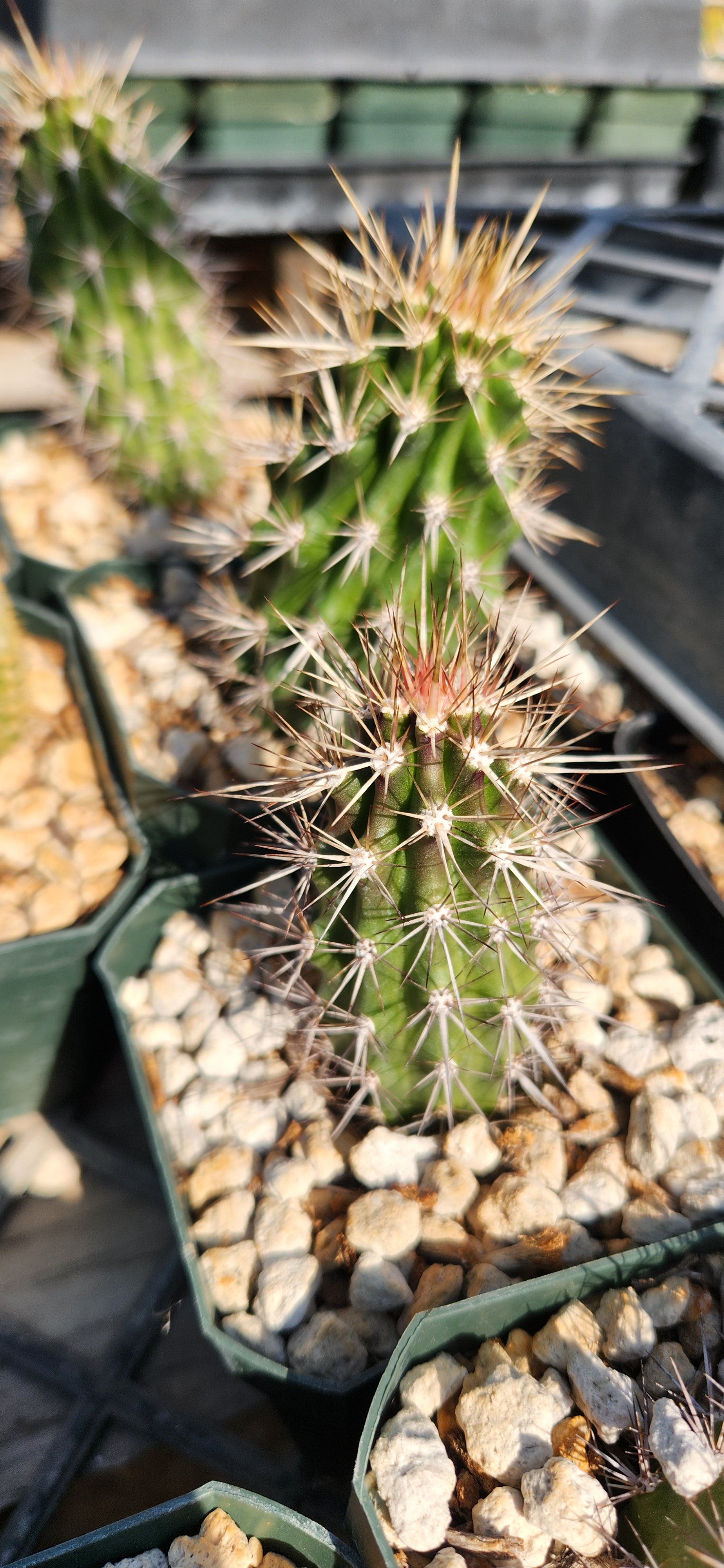 Stenocereus eruca