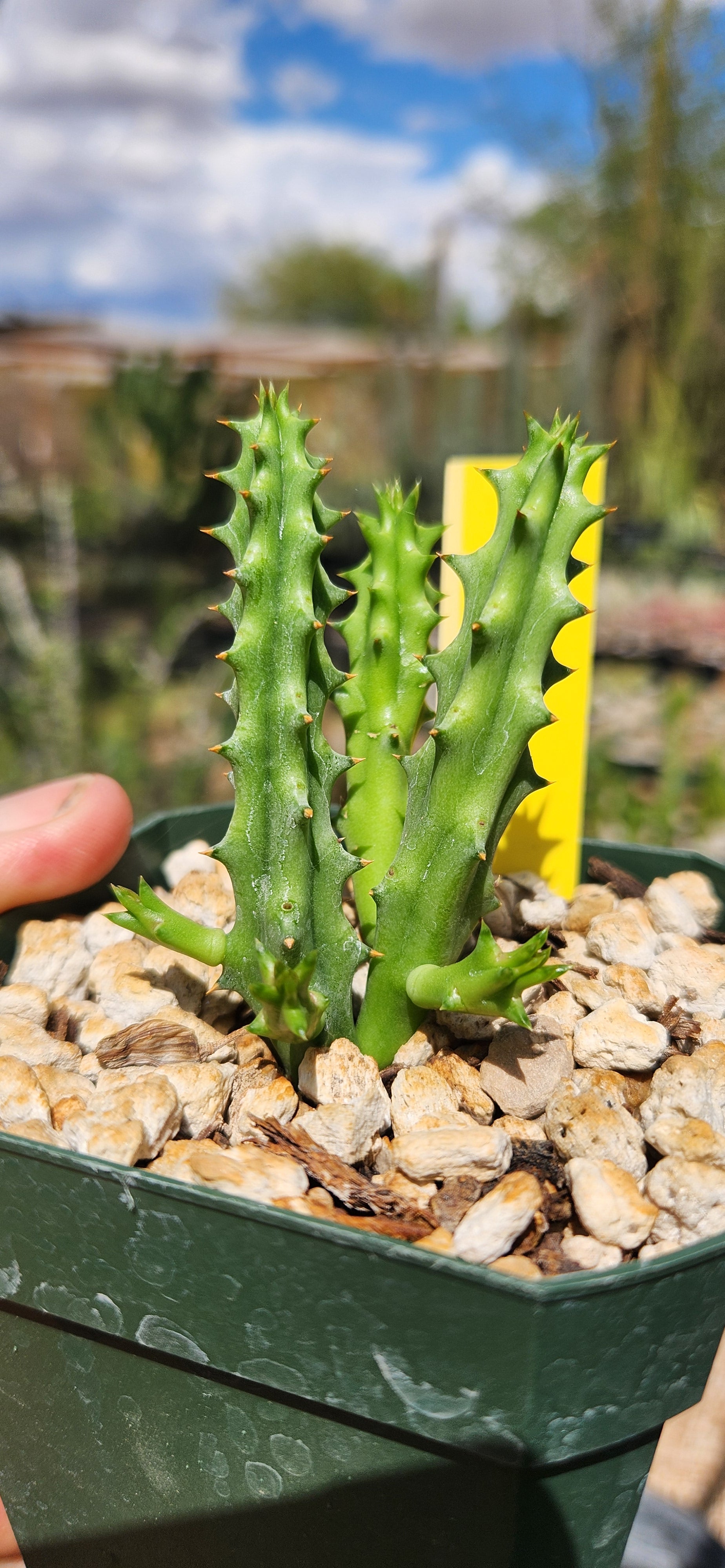 Huernia hystrix